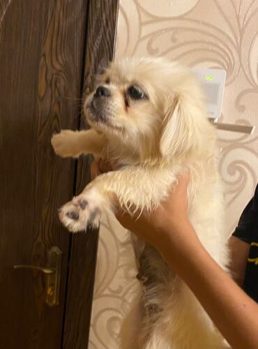 pekines itlər: Pekines, 3 ay, Erkek, Peyvəndli, Ödənişli çatdırılma