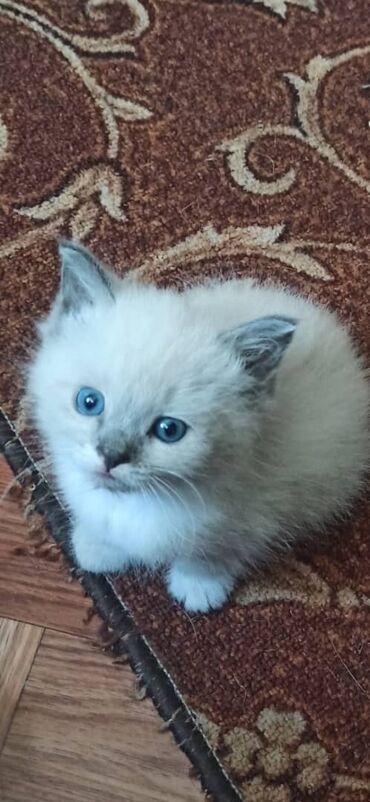 котята цена: 2 месяца, Девочка, Приучена к лотку