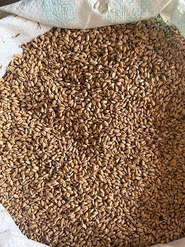 тыква кормовая: Кукуруза Пшеница . Жугору буудай Оптом и в розницу!!! Отправим через — 8