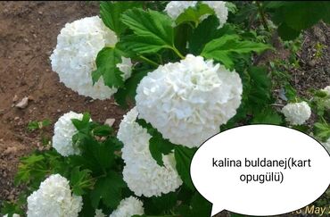 Toxumlar: Həyət gülleri. 90növ çesid var! — 23