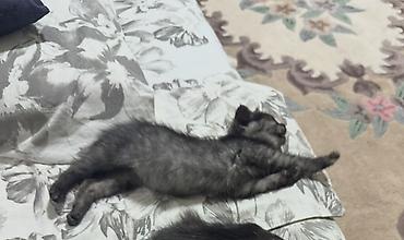 сколько стоит снежный барс: Скотиш Страйт (Шотландская прямоухая), 1 месяц, Мальчик, Приучена к лотку — 5