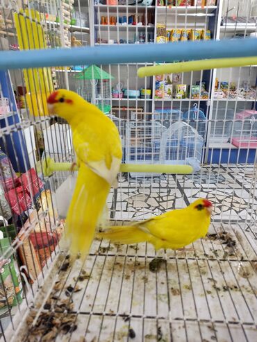 Птицы: Попугаи Какарики являются очень активными, весёлыми, оригинальными, а