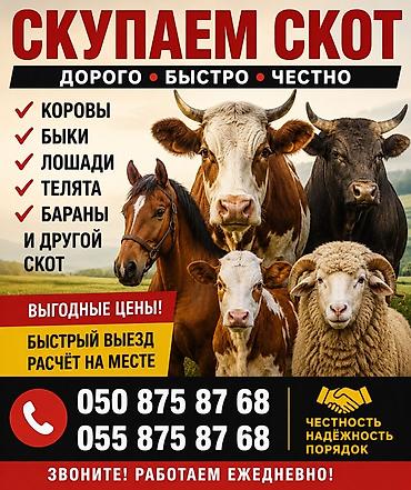 полукровка: Продаю | Бык (самец), Корова (самка), Музоо, торпок | Алатауская, Абердин-ангус, Айрширская | Для молока, Для разведения, На откорм — 1