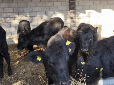 Коровы, быки: Продаю | Бык (самец), Тёлка, Музоо, торпок | Ангус, Абердин-ангус | На откорм, Для разведения | Искусственник
