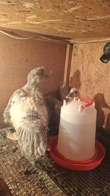 Птицы: Индоутка (Шипуны) Тяжёлая Линия. Тяжёловесы. Окрасы Лаванда — 9