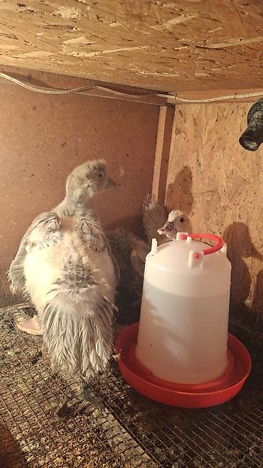 Другие с/х животные: Мускусные утки (индоутки),Тяжёлая Линия. Окрасы Лаванда, Голубой — 9