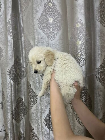 gencede heyvanlar: Retriever, 2 ay, Erkek, Pulsuz çatdırılma