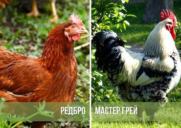 продаю музоо торпок корова самка бык самец айрширская ангус алатауская на забой для разведения на откорм племенные нетель привязанные: Продаю | Цыплята | На забой, Для разведения, Несушки