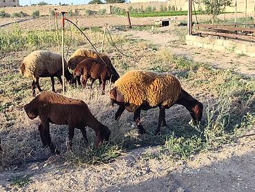 qala cinsi qoyun satilir: Dişi, Qala, il: 1, Damazlıq, Ünvandan götürmə — 1