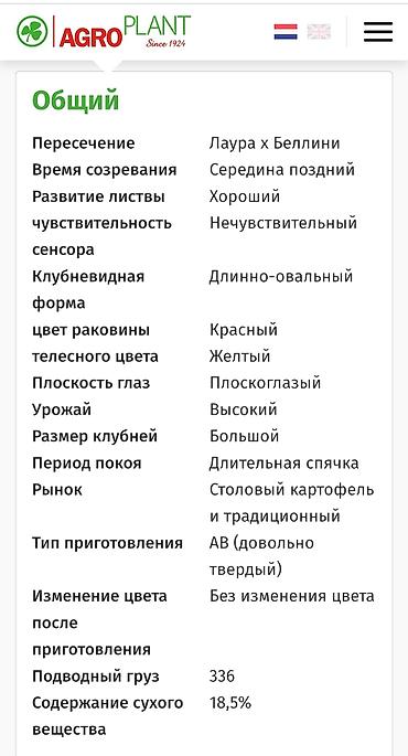 Картошка: Картошка Оптом — 8