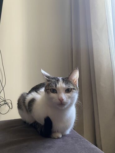 домик туалет для кошек: Кошка даром: Беспородная, 1 год, Девочка, Приучена к лотку