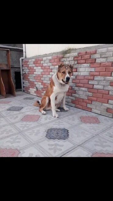 azerbaycan it adları erkek: It cute vurmaq erkekdi isteyenler wpda yaza biler aktivdir