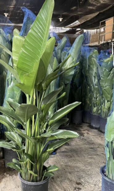 Пальмы: Пальмы Кофейное деревоПальмы,Фикусы и тд — 27