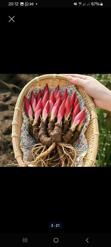 Садовые цветы и кустарники: Саженцы цветка: Пионы, Самовывоз, Платная доставка — 22