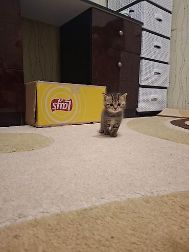 Pişiklər: Britan — 9