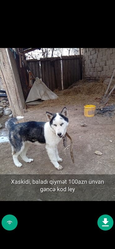 İtlər: 3 ay, Dişi, Peyvəndli — 17