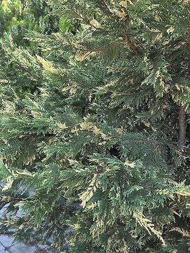 akvaryum bitkileri: Bağ və həyət üçün dekorativ iri ölçülü həmişəyaşıl bitkilər təqdim — 5