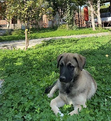 голуби птицы животный: Собака даром: Овчарка, 1 год, Самка, С прививкой — 3