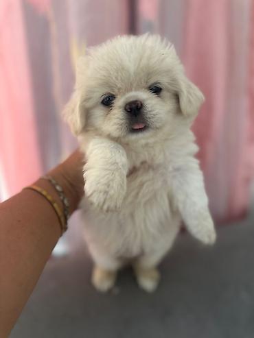 İtlər: Pekines, 1 ay, Erkek — 5