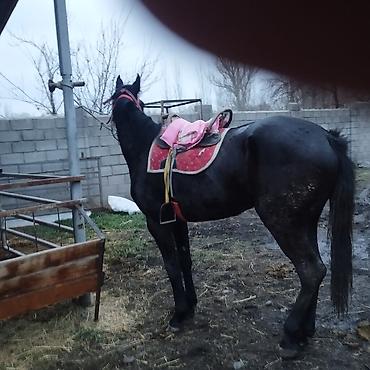 Лошади, кони: Продаю | Кобыла (самка) | Полукровка | Конный спорт | Племенные — 6