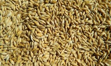пшеница ячмень купить: Ячмень. цена договорная