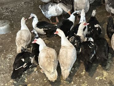 Другие животные: Индоутки — 8