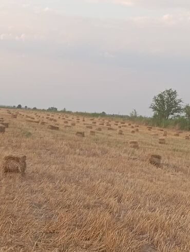 жугору арпа буудай: ПРОДАЕТСЯ!!! Буудай Саман кара балта село жайыл 25сом Буудай