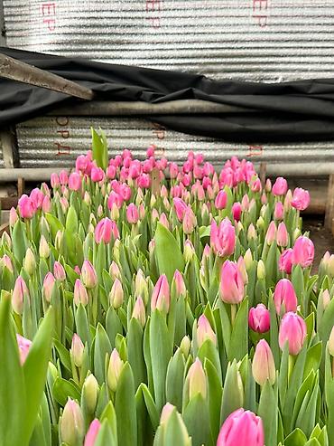 Садовые цветы и кустарники: Луковицы цветка: Тюльпаны, Бесплатная доставка — 7