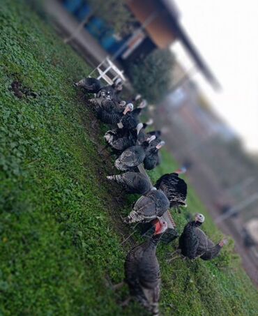 сколько стоит щенок овчарки: Сатам | Тооктор, Короздор