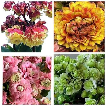 Другие комнатные растения: В продаже детки представленных растений детки каланхоэ по 150 с,детки — 5