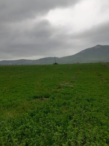 Landşaft işləri: Kupcalı 41 sot torpaq 20 sotda satilir — 16