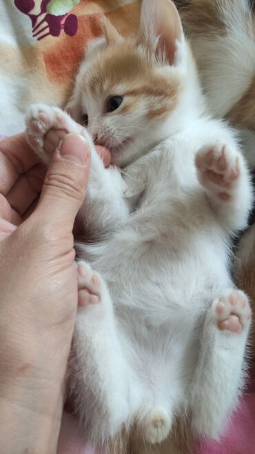шотландский вислоухий кот рыжий: Бесплатно! Пристраиваю котят в добрые руки. Два мальчика и две