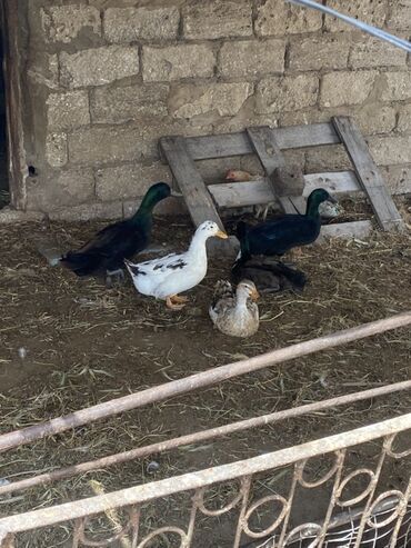 lal ordək yumurtası: Dişi, Yumurtalıq, Ünvandan götürmə