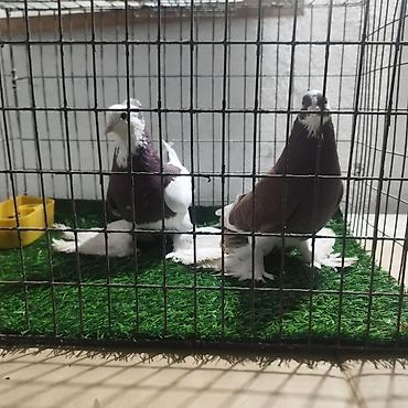 Другие с/х животные: Породистые декоративные голуби. Описание: - Порода — 28
