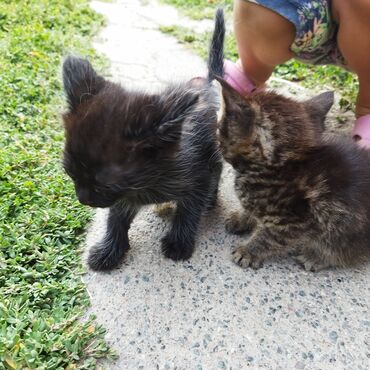 объявления про котят: Отдам хорошие руки 2 кошки с котятами.Можно отдельно