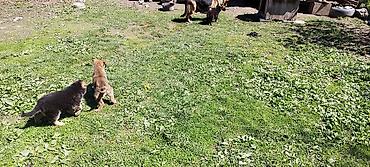 Продажа собак: Щенки немецкой овчарки - Помёт от породистых родителей, классический — 7