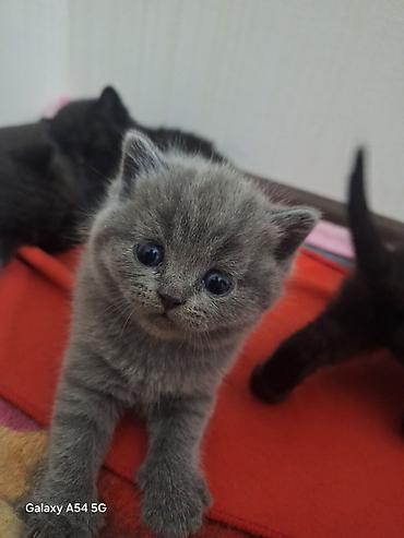 Кошки: Шотландская, Платная доставка, Самовывоз — 1