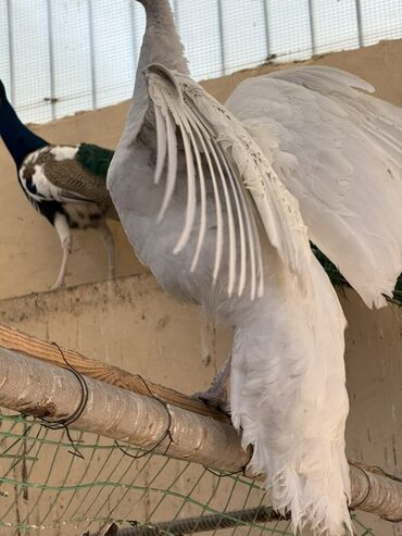 Tovuz quşları: SATILIR‼️ Gəncə ş. Göy rəngli tovuz quşları mövcuddur. Bu quşlar öz — 4