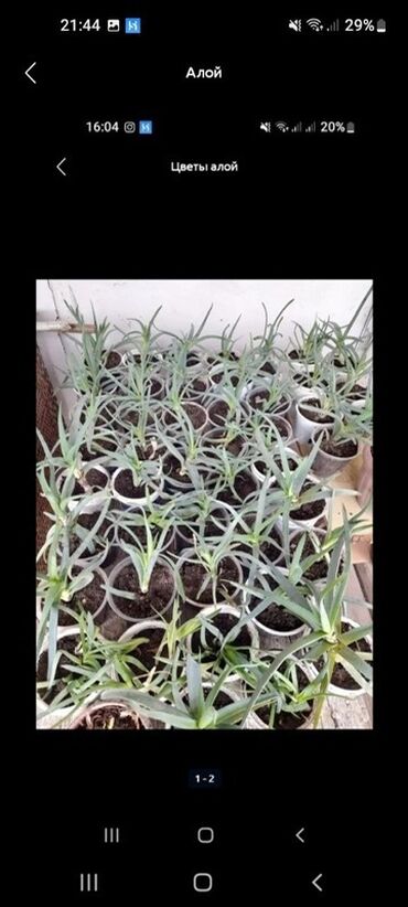 ёлка живой: Алоэ — молодые растения в индивидуальных стаканчиках. Описание: -