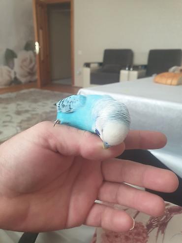 tutuquşu jumbo: Ələ öyrənmiş,az maz danışan popuqay.
qəfəslə birlikdə 30m — 2