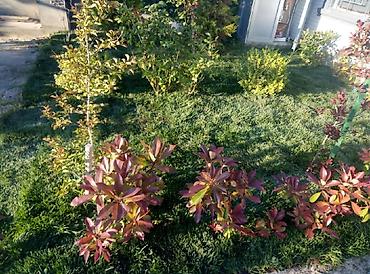 Toxumlar: Super qazon enli yarpaq sıx və alaqsız hörmetli ve deyerli — 14