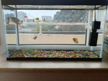 Akvarium aksessuar və ləvazimatları: Balıq Satilir 11 ədəd baliq var akvarmuyumda verilir
