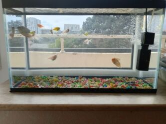 Balıqlar: Balıqlar və akvaryum biryerdə satilir -da lalafo.az — 1 Balıqlar: Balıqlar və akvaryum biryerdə satilir — 1