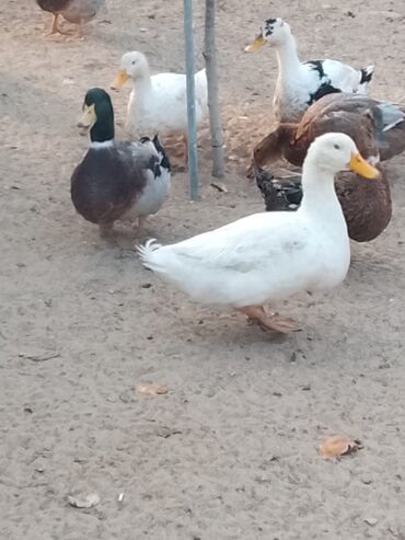 Ördəklər: Satılır: ördək sürüsü - Növlər və rənglər: ağ, qara, boz, qəhvəyi və — 15