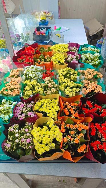 купить маленький аквариум: 🔥 Оптовая распродажа коланхоэ! Яркие, цветущие и такие милые 🌸