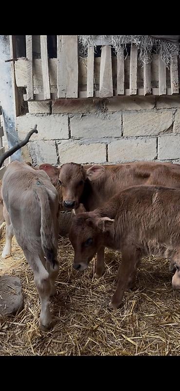 Dana, buzov: Satışda: dana balaları - Növ: yerli cins ətlik/südlük istiqamətə — 25