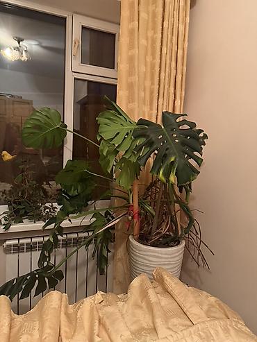 Монстеры: Монстера делициоза (Monstera deliciosa) — крупное комнатное растение с — 2