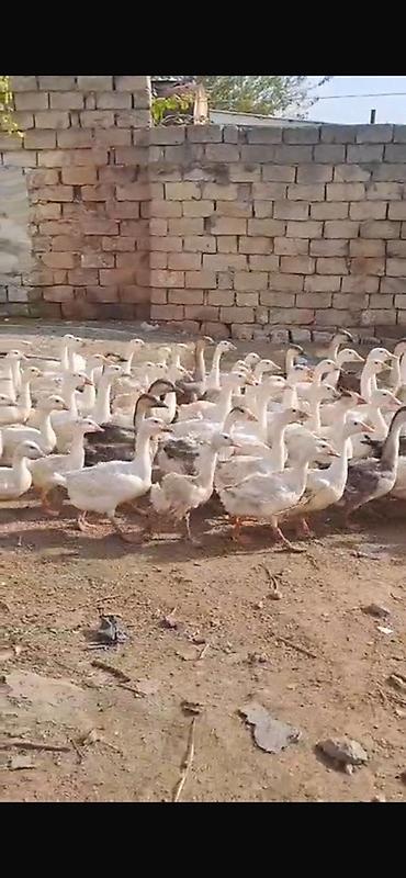 yulaf satisi: Salam 109 dənədi dişi ərkey 25 ə də var 30 35 45 50 manatada az az da — 5