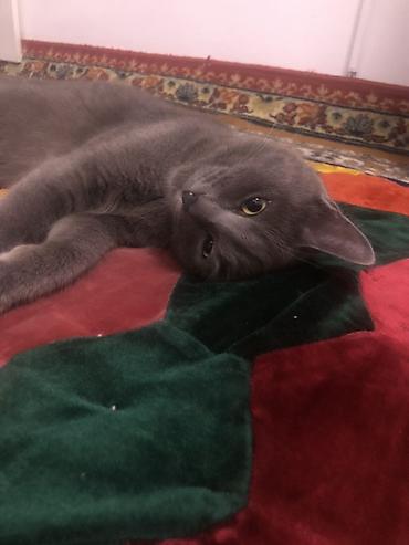 Продажа кошек: Жибек жолу 462 Британская короткошёрстная кошка, окрас сплошной серый — 8