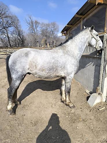 Лошади, кони: Продаю | Конь (самец) | Кара Жорго — 3